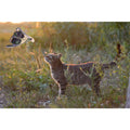 Wild Life Cat Libelle