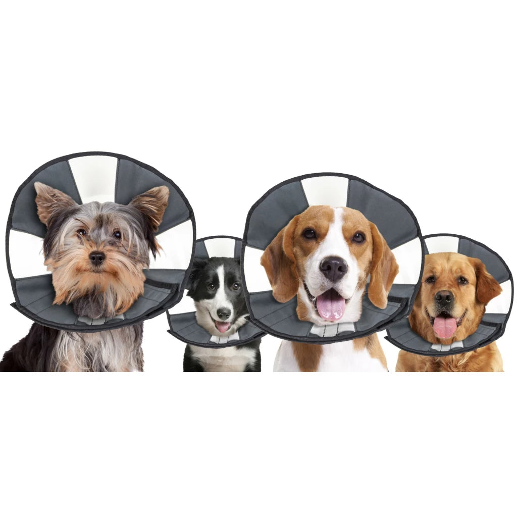Zenpet Procone S