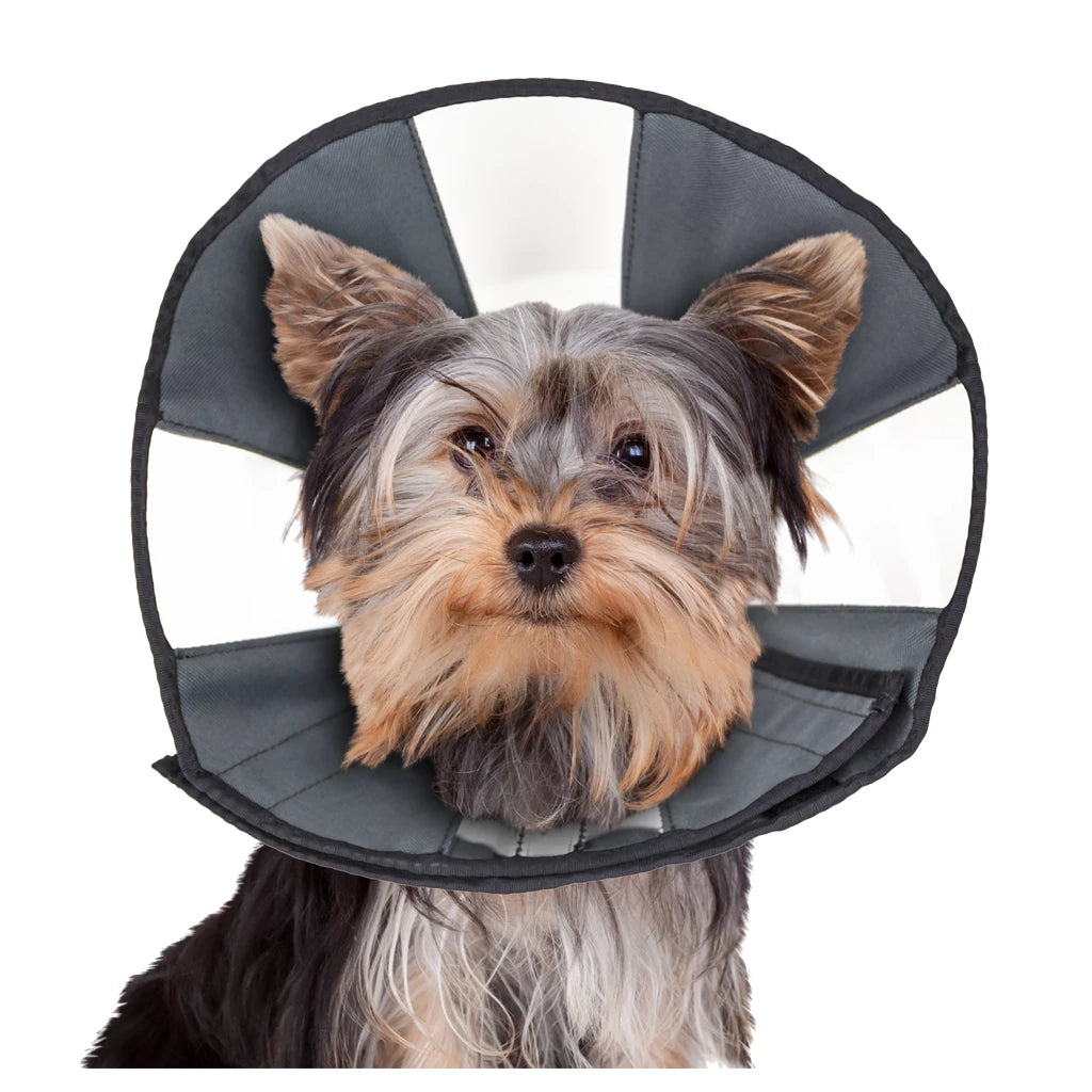 Zenpet Procone S
