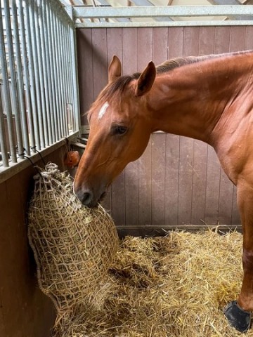 Hooi0715 hay slowfeeder net 2 5 kg 5 mm dik maaswijdte 45 mm