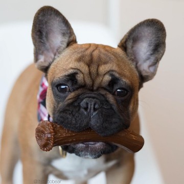 Petq0za12 petq0za11 petq0za101 pet qwerks nylon peanut antler l 15 cm 0