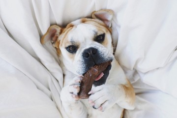 Petq0za12 petq0za11 petq0za102 pet qwerks nylon peanut antler l 15 cm 0