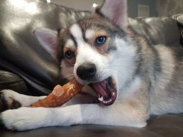 Petq0za6 petq0za5 petq0za41 pet qwerks nylon chicken antler m 12 cm 0