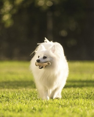 Petq0za6 petq0za5 petq0za42 pet qwerks nylon chicken antler m 12 cm 0