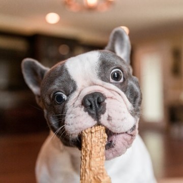 Petq0za6 petq0za5 petq0za43 pet qwerks nylon chicken antler m 12 cm 0