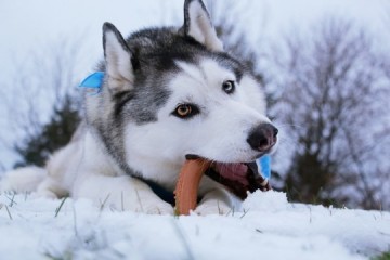 Petq0za6 petq0za5 petq0za44 pet qwerks nylon chicken antler m 12 cm 0