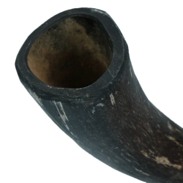 Viki022 viking whole horn m
