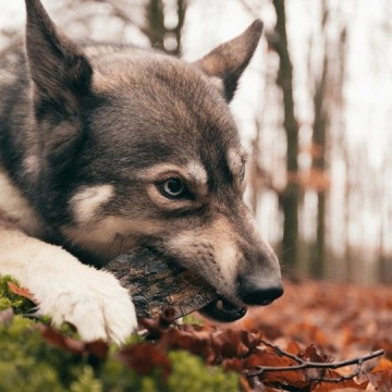 Viki223 viking twist horn m